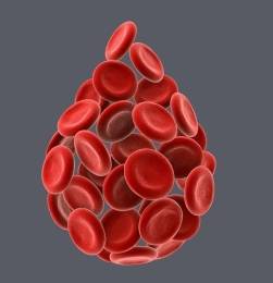 Клетки крови.jpg